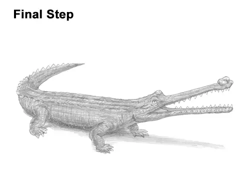 How to Draw a Gharial Gavial Crocodile