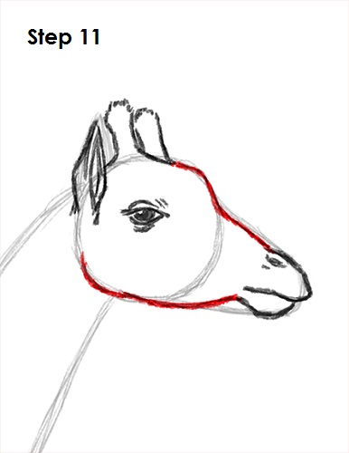 Draw Giraffe 11
