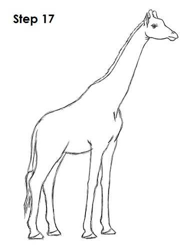 Draw Giraffe 17