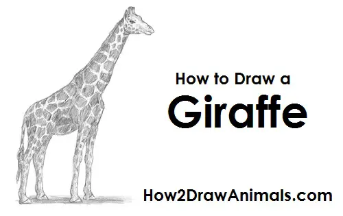 How to Draw a Reticulated Giraffe Side View