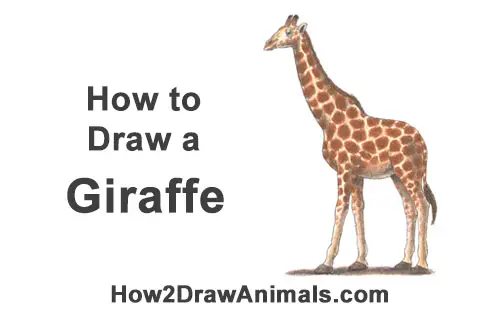 How to Draw a Reticulated Giraffe Side Color