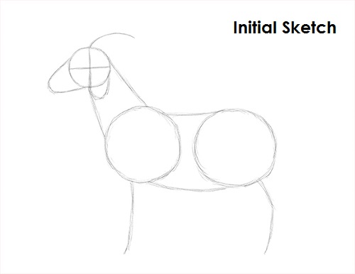 Draw Goat Sketch
