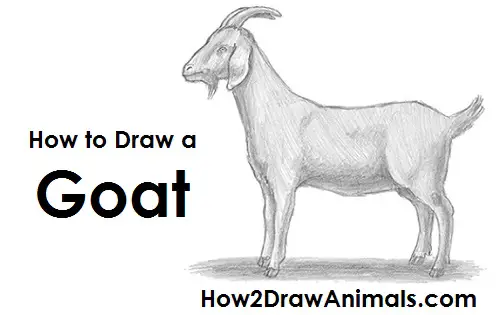 How to Draw a Goat Buck Side View
