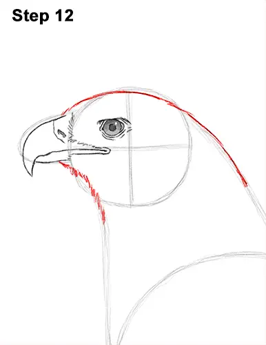 Draw Golden Eagle Bird 12