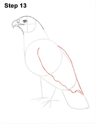 Draw Golden Eagle Bird 13