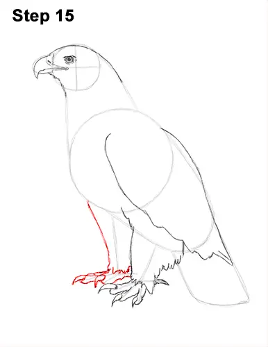 Draw Golden Eagle Bird 15
