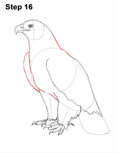 Draw Golden Eagle Bird 16