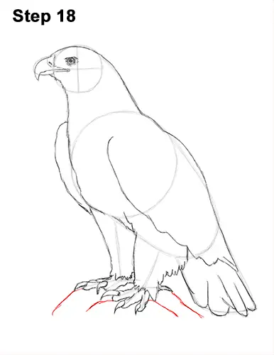 Draw Golden Eagle Bird 18