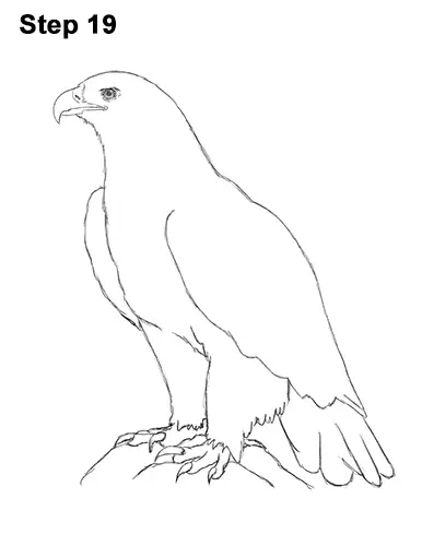 Draw Golden Eagle Bird 19