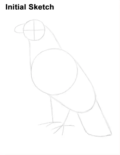 Draw Golden Eagle Bird Initial Sketch