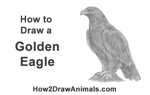 How to Draw a Golden Eagle Bird