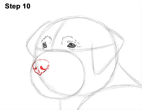 How to Draw a Golden Retriever Dog 10