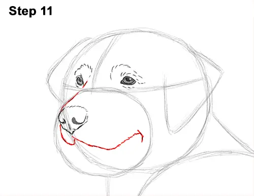 How to Draw a Golden Retriever Dog 11