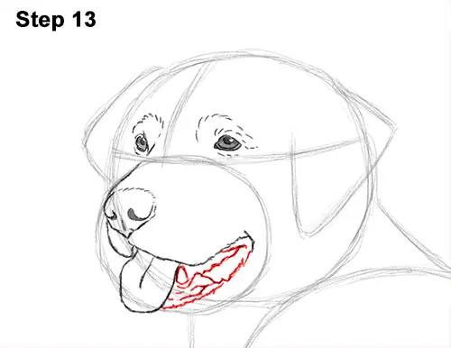 How to Draw a Golden Retriever Dog 13