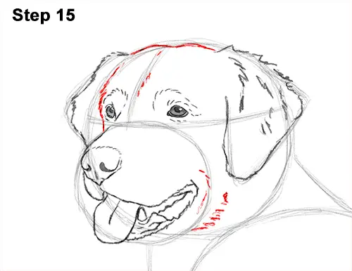 How to Draw a Golden Retriever Dog 15