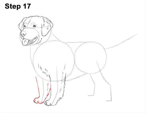 How to Draw a Golden Retriever Dog 17