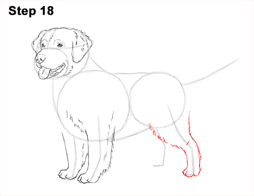 How to Draw a Golden Retriever Dog 18