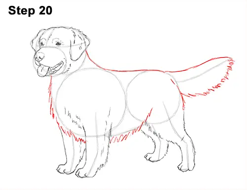 How to Draw a Golden Retriever Dog 20
