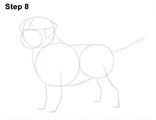 How to Draw a Golden Retriever Dog 8