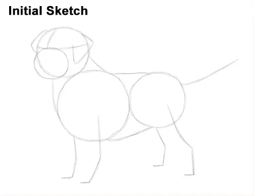 How to Draw a Golden Retriever Dog Initial Sketch