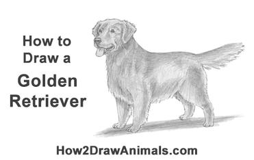 golden retriever drawings simple