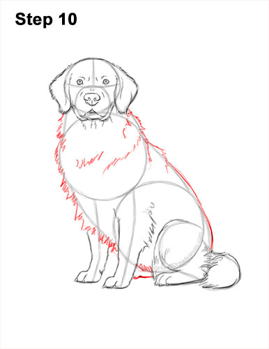 How to Draw a Golden Retriever 10