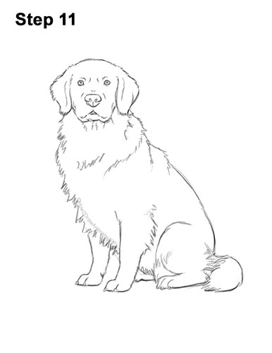 How to Draw a Golden Retriever 11