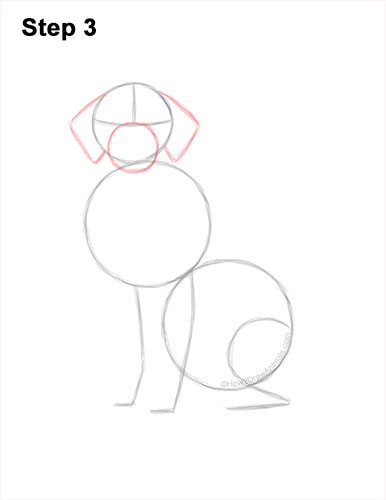 How to Draw a Golden Retriever 3