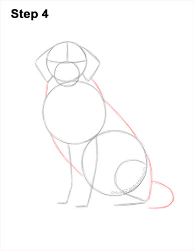 How to Draw a Golden Retriever 4