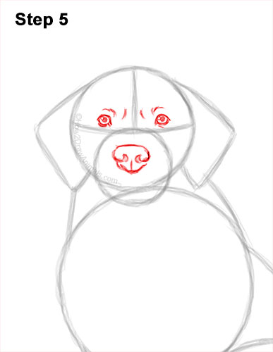 How to Draw a Golden Retriever 5