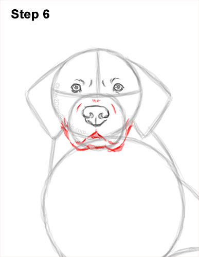 How to Draw a Golden Retriever 6