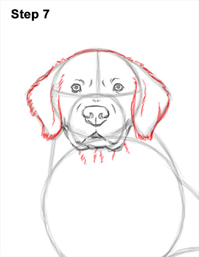 How to Draw a Golden Retriever 7