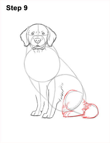 How to Draw a Golden Retriever 9