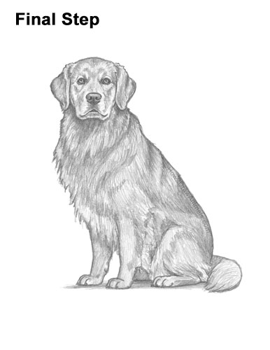 How to Draw a Golden Retriever Final Step