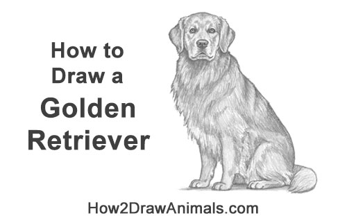 How to Draw a Golden Retriever