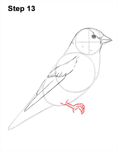 Draw American Goldfinch Bird 13