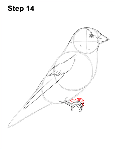 Draw American Goldfinch Bird 14