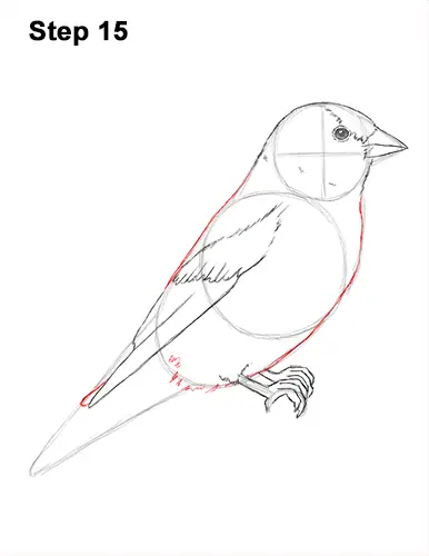 Draw American Goldfinch Bird 15
