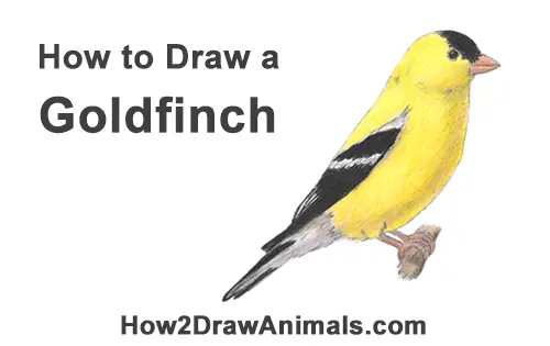 How to Draw an American Goldfinch Bird