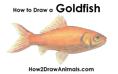 Draw Goldfish
