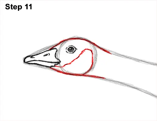 How to Draw Canadian Goose Flying Wings 11