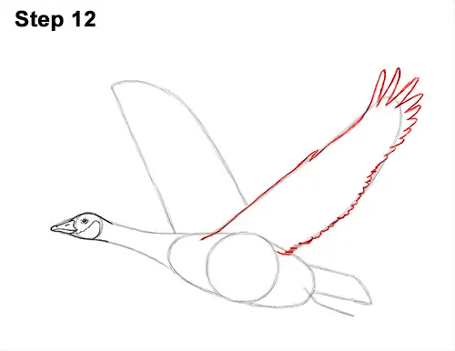 How to Draw Canadian Goose Flying Wings 12