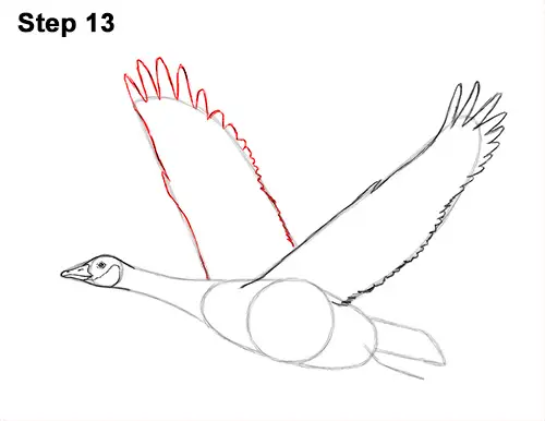 How to Draw Canadian Goose Flying Wings 13