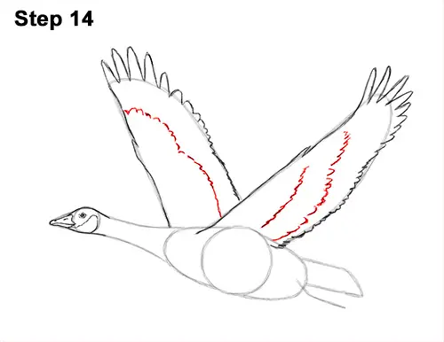 How to Draw Canadian Goose Flying Wings 14