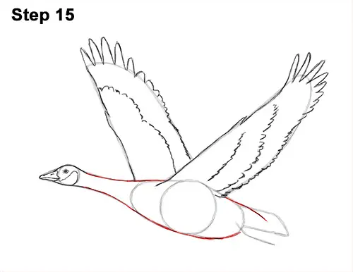 How to Draw Canadian Goose Flying Wings 15