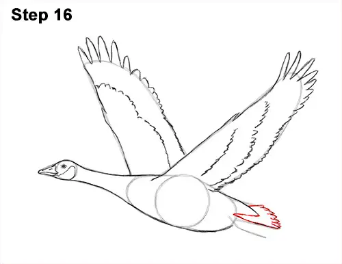 How to Draw Canadian Goose Flying Wings 16