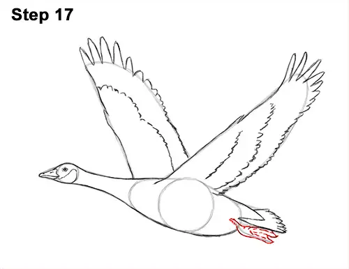 How to Draw Canadian Goose Flying Wings 17
