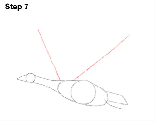 How to Draw Canadian Goose Flying Wings 7