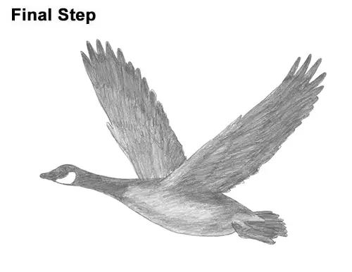 How to Draw Canadian Goose Flying Wings