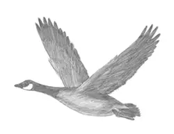 How to Draw a Canadian Goose Flight Wings